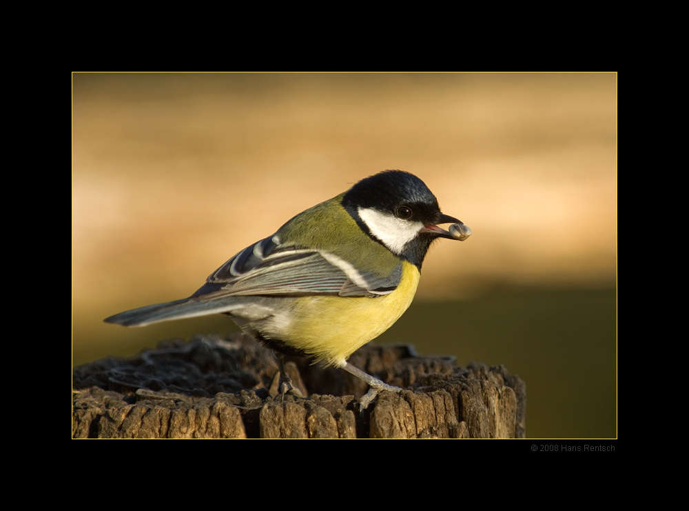 Kohlmeisli zeigt sich in der Morgensonne
Schlüsselwörter: Kohlmeise, Meise, Vogel