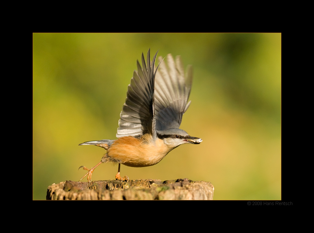 und weg
Der Kleiber kurz vor dem Start
Schlüsselwörter: Kleiber
