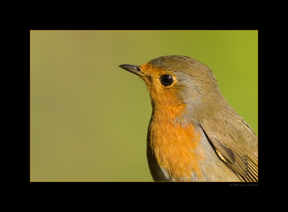 Rotbrüstchen Portrait
Die Zeit der kleinen "Spezis" ist wieder am kommen
Schlüsselwörter: Rotbrüstchen