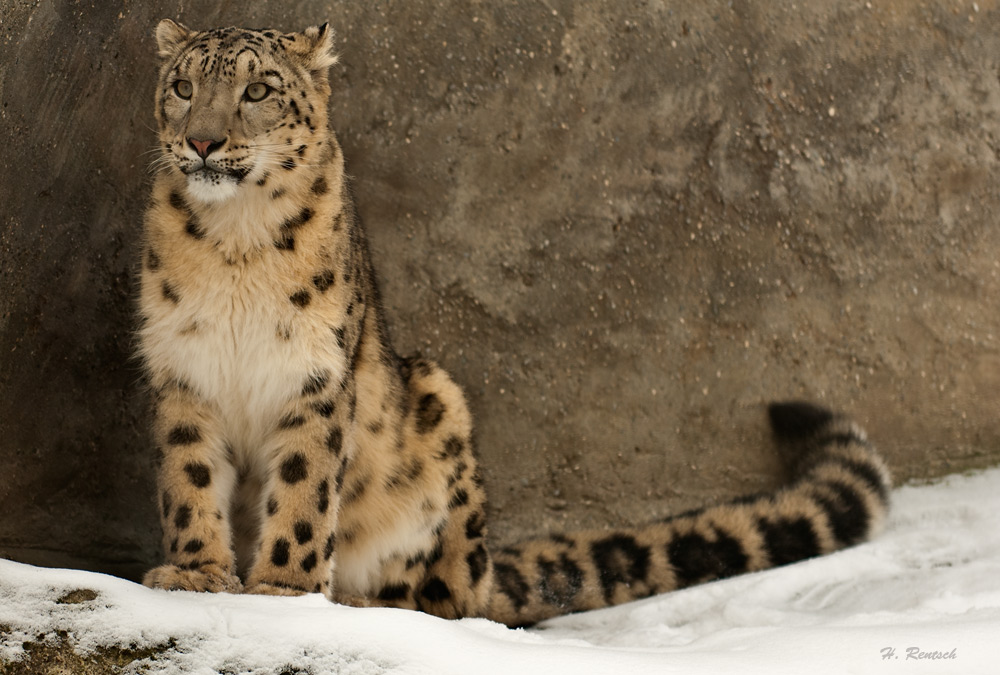 Der Schneeleopard geniesst die Kälte
Schlüsselwörter: Schneeleopard, Basler Zoo