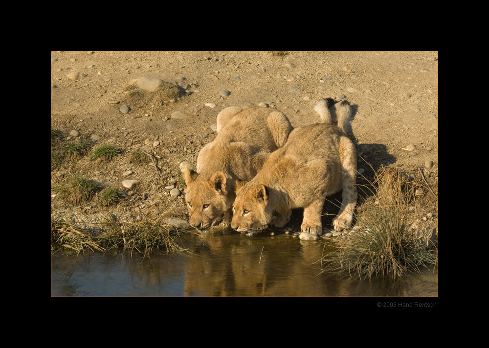 Nah schmeckt das Eis
Schlüsselwörter: Löwen, Basler-Zoo