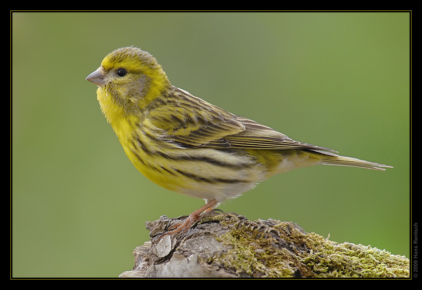 Girlitzmännchen
Schlüsselwörter: Girlitz,