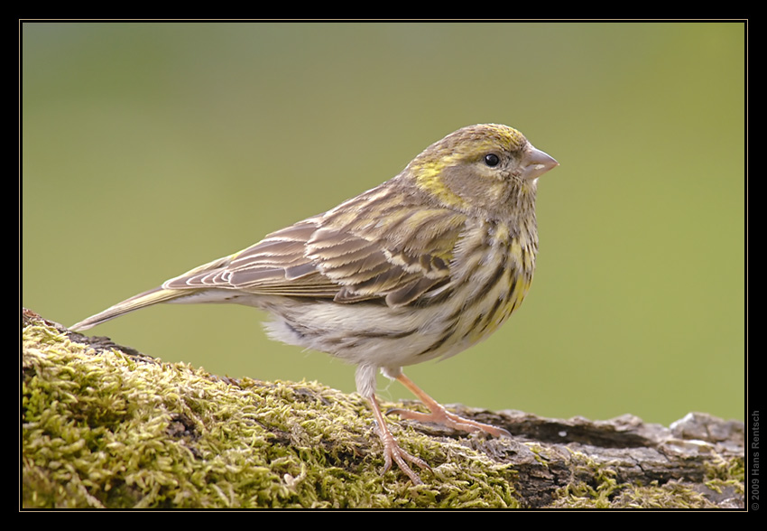 Girlitzweibchen
Schlüsselwörter: Girlitz