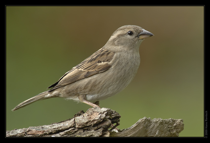 Spatz
Schlüsselwörter: Spatz