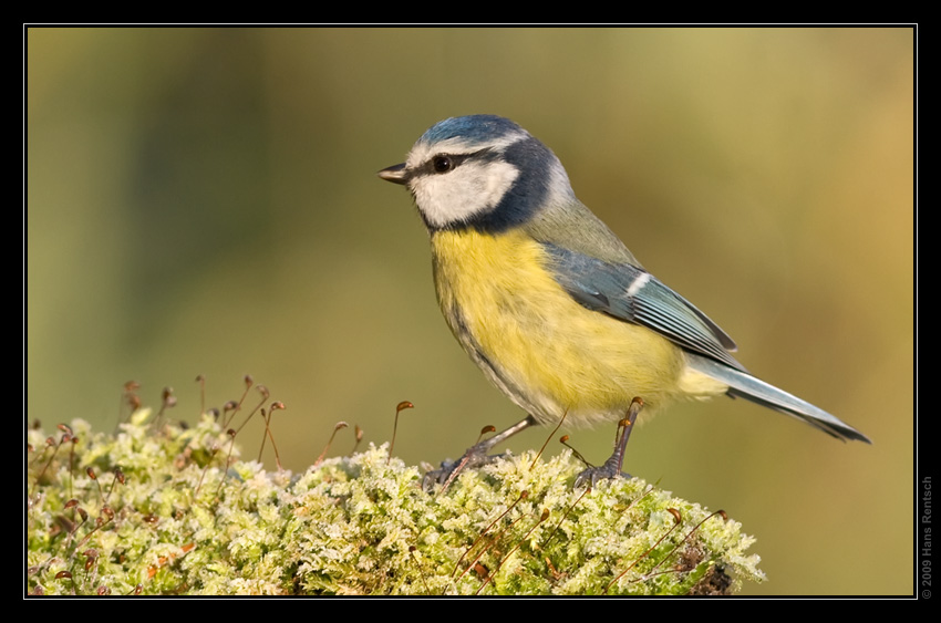 Blaumeise
Schlüsselwörter: Blaumeise, Seegarten