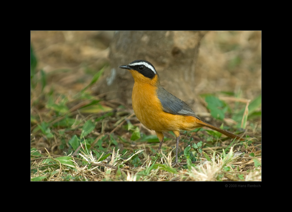 Weissbrauenroetel
Utengule Coffee Lode Tanzania
Schlüsselwörter: Weissbrauenroetel, Tanzania