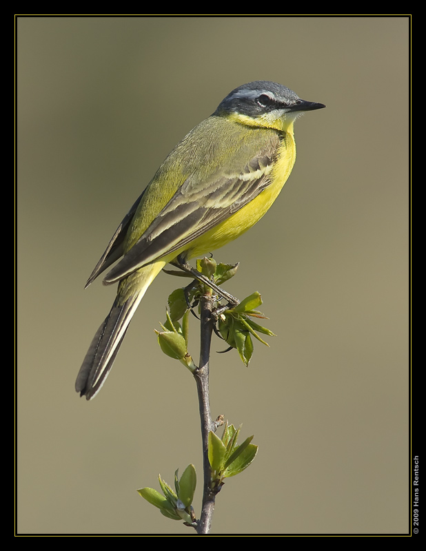 Schafstelze
Eine meiner ersten Fotos in Polen :-)
Schlüsselwörter: Schafstelze, Polen