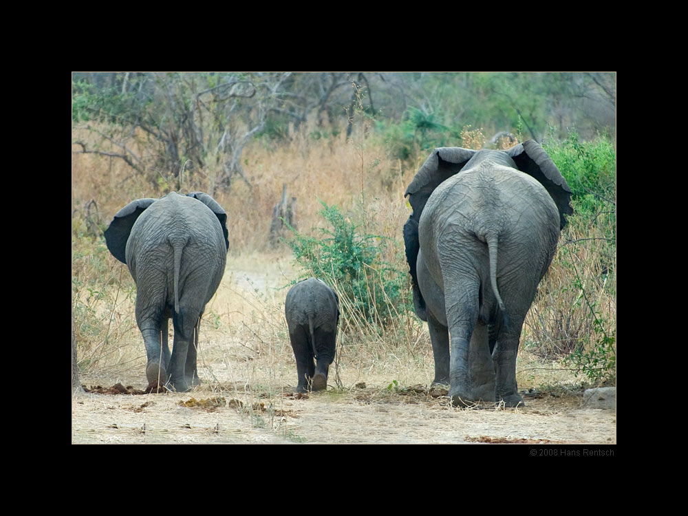 und tschüss..... nach dem trinken zotteln sie wieder ab
Ruaha Nationalpark Tanzania
Schlüsselwörter: Elefanten, Ruaha Nationalpark, Tanzania