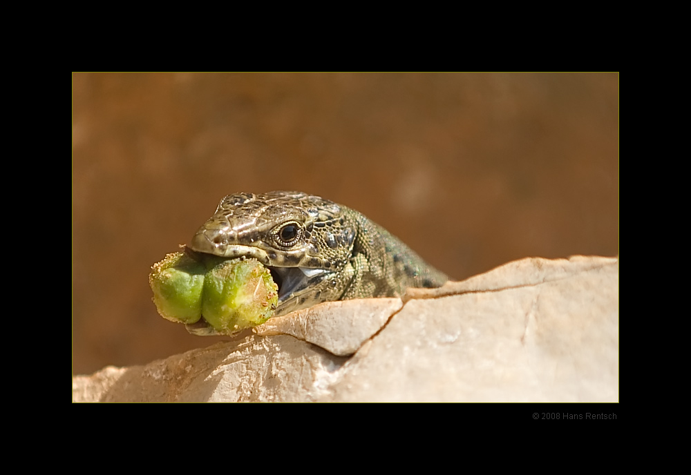 Dragonera Eidechse
Schlüsselwörter: Dragonera Eidechse, Dragonera, Mallorca