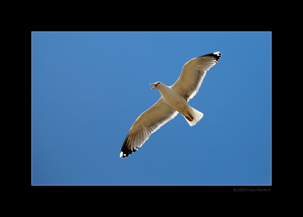 Der Moeve passst unsere Anwesenheit nicht
Schlüsselwörter: Moeve