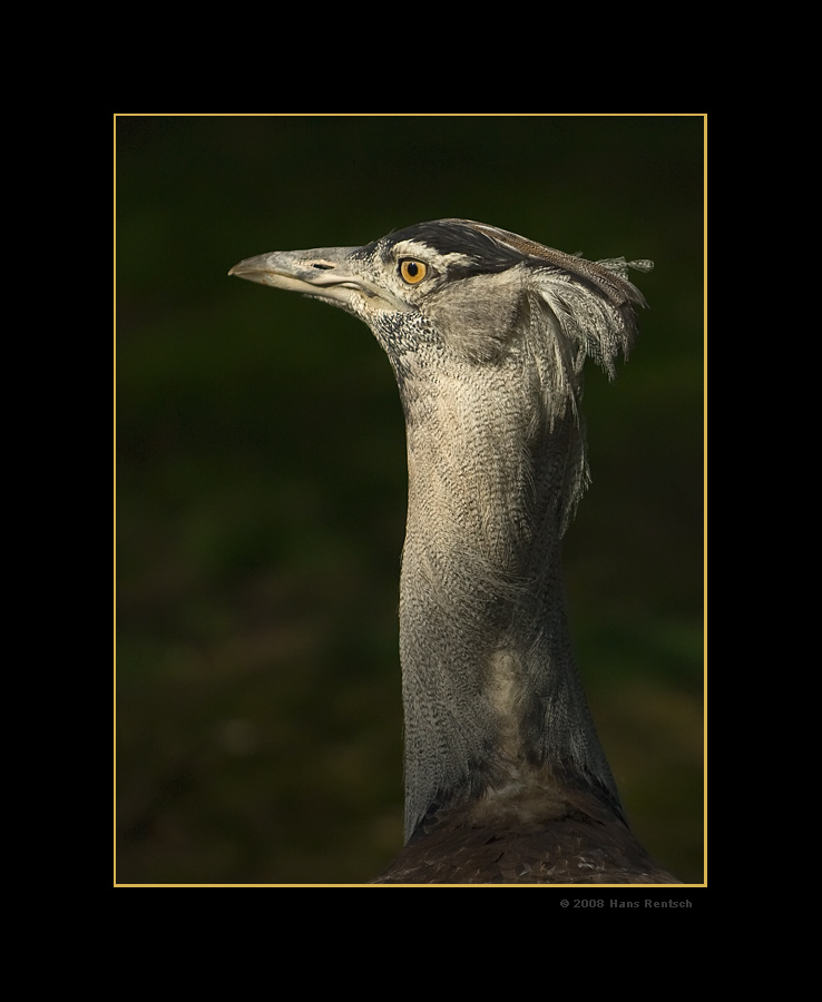 Koritrappe
Schlüsselwörter: Koritrappe, Vogelpark-Walsrode