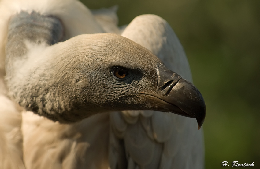Portrait eines Weissrückengeier
Schlüsselwörter: Weissrückengeier, Südafrika