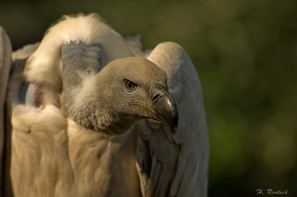 Geier
Schlüsselwörter: Geier, Südafrika