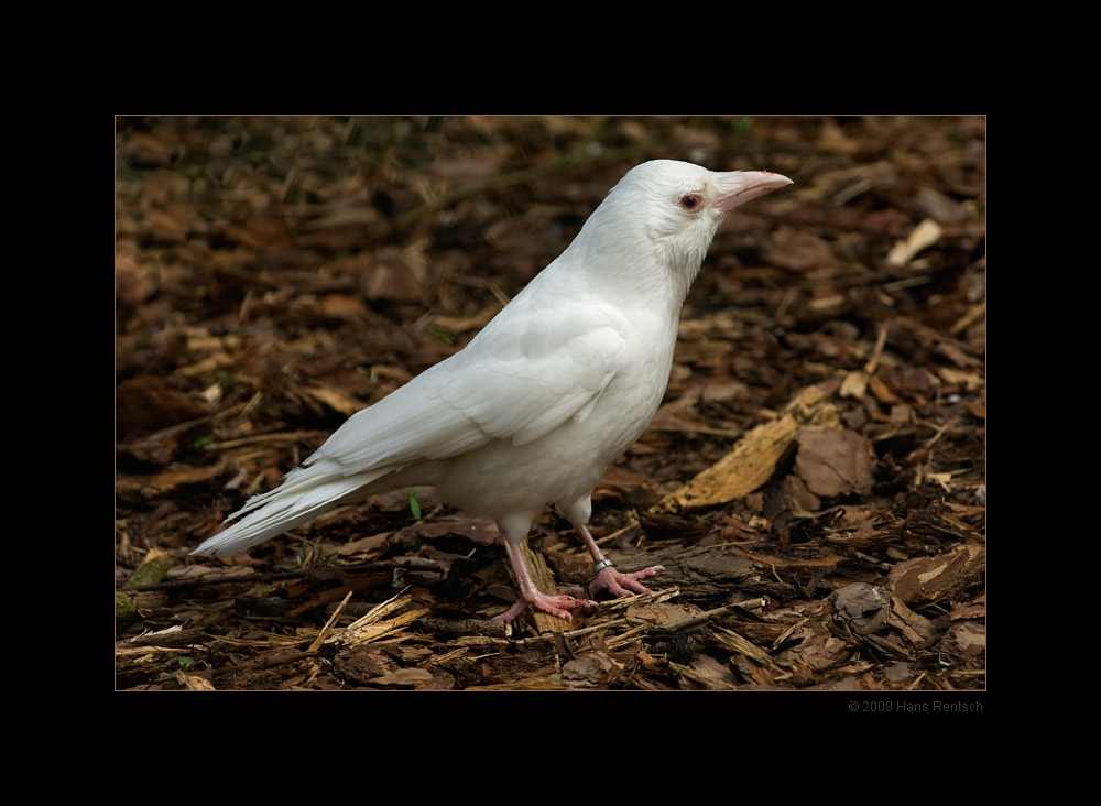 Albino Krähe
Schlüsselwörter: Albino Krähe, Vogelpark-Walsrode