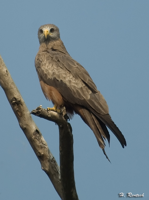 Schmarotzermilan
Schlüsselwörter: Schmarotzermilan, Südafrika