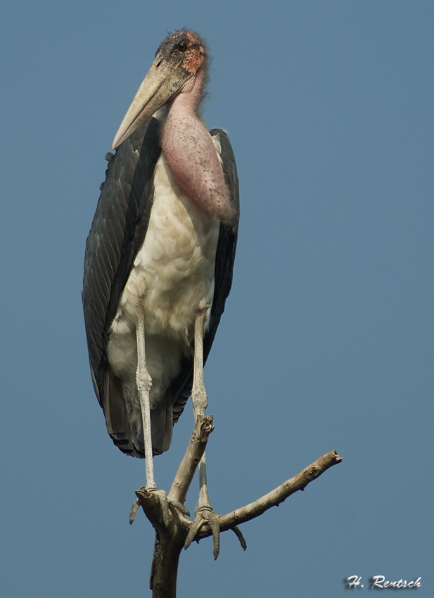 Maribu überschaut sein Revier
Schlüsselwörter: Maribu, Südafrika