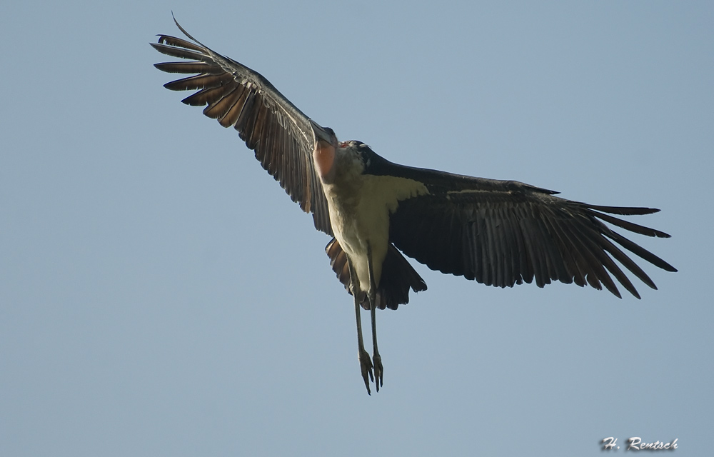 Maribu 
Schlüsselwörter: Maribu, Südafrika