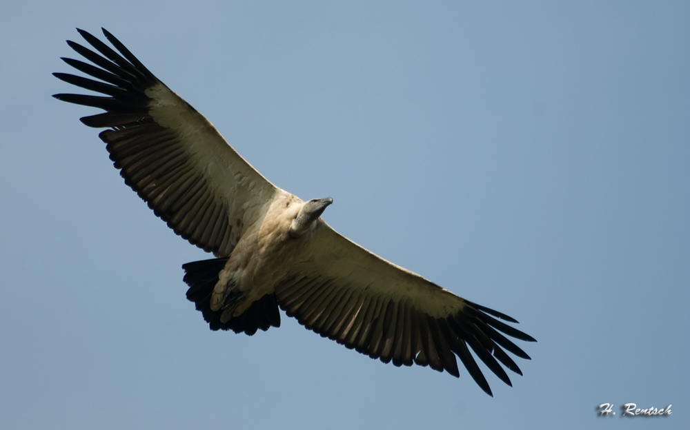 Weissrückengeier
Schlüsselwörter: Weissrückengeier, Südafrika