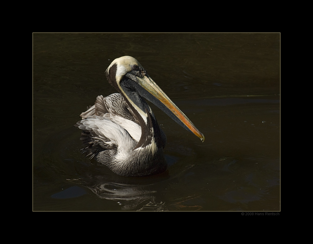 Chile Pelikan
Schlüsselwörter: Chile-Pelikan, Vogelpark-Walsrode