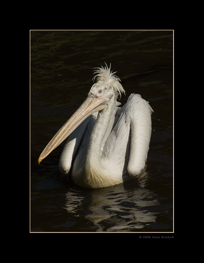 Krauskopf-Pelikan
Schlüsselwörter: Krauskopf-Pelikan, Vogelpark-Walsrode