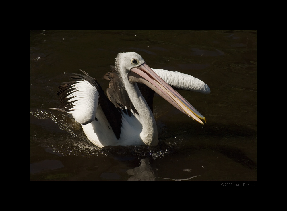 Australischer Pelikan
Schlüsselwörter: Australischer Pelikan, Vogelpark-Walsrode
