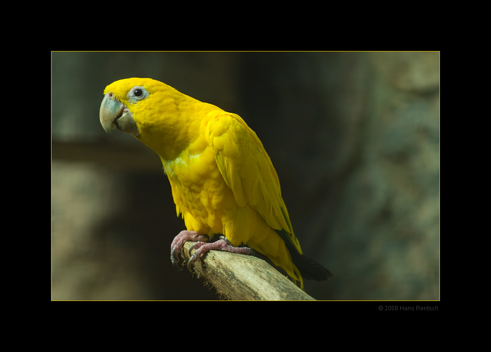 Goldsittich
Schlüsselwörter: Goldsittich, Sittich, Vogelpark-Walsrode