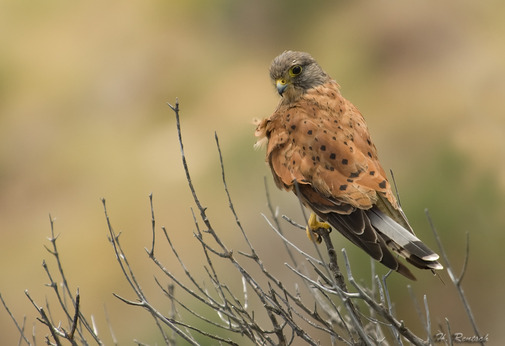Turmfalke
Schlüsselwörter: Turmfalke, Südafrika, Kapstadt