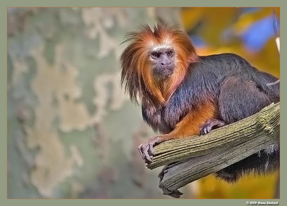 Aeffchen draussen an der Sonne
Schlüsselwörter: Affe