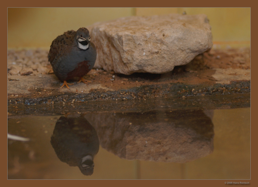 Chinesische Zwergwachtel
Schlüsselwörter: Chinesische Zwergwachtel