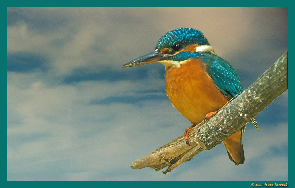 Eisvogel
Habe den ursprünglichen Hintergrund verändert (Versuch)
Schlüsselwörter: Eisvogel