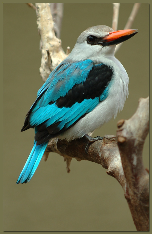 Eisvogel
Senegalliest áus der Familie Rackenvögel, Eisvogel. Die Aufnahme entstand am 13.11.04 im Berliner Zoo.
Am Aufnahmeausschnitt wurde keine Veränderungen vorgenommen.

Schlüsselwörter: Eisvogel, Rackenvögel