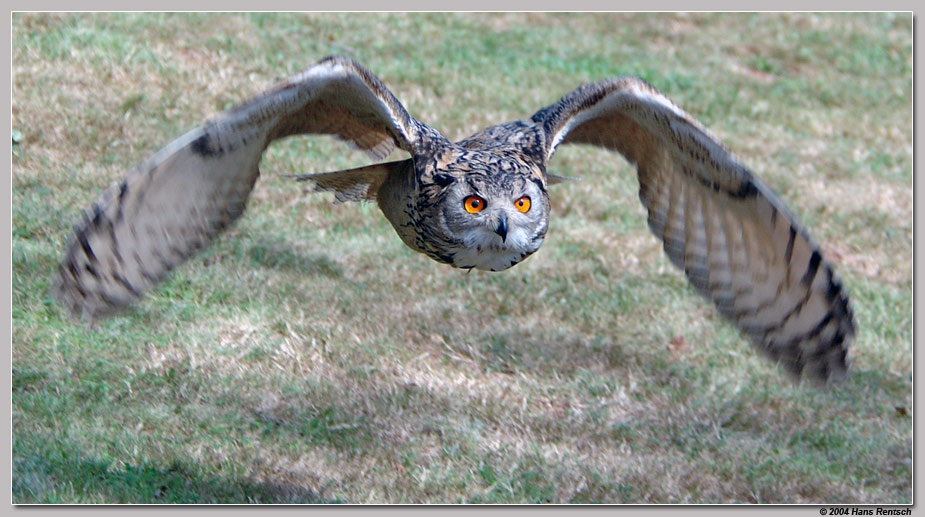 Schöne Augen im Tiefflug
Die Aufnahme konnte ich während einer Flugschau im Steinenpark / D machen.
Schlüsselwörter: Eule