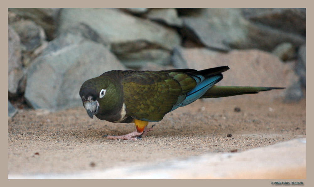 Felsensittich
Für mich einer der schönsten Sittiche
