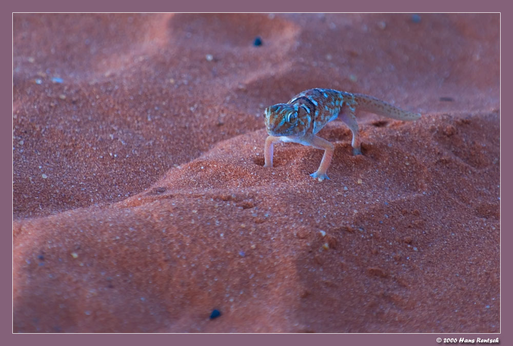 Gecko
Aufnahme entstand auf einem Drive in Namibia letzte Woche.
Schlüsselwörter: Gecko
