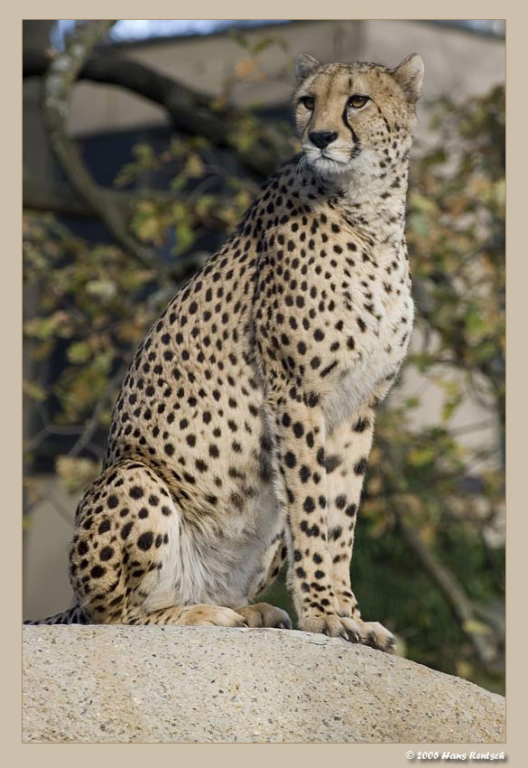 Stolzer Gepard
Aufnahme aus dem Basler-Zoo
Schlüsselwörter: Gepard; Basler-Zoo