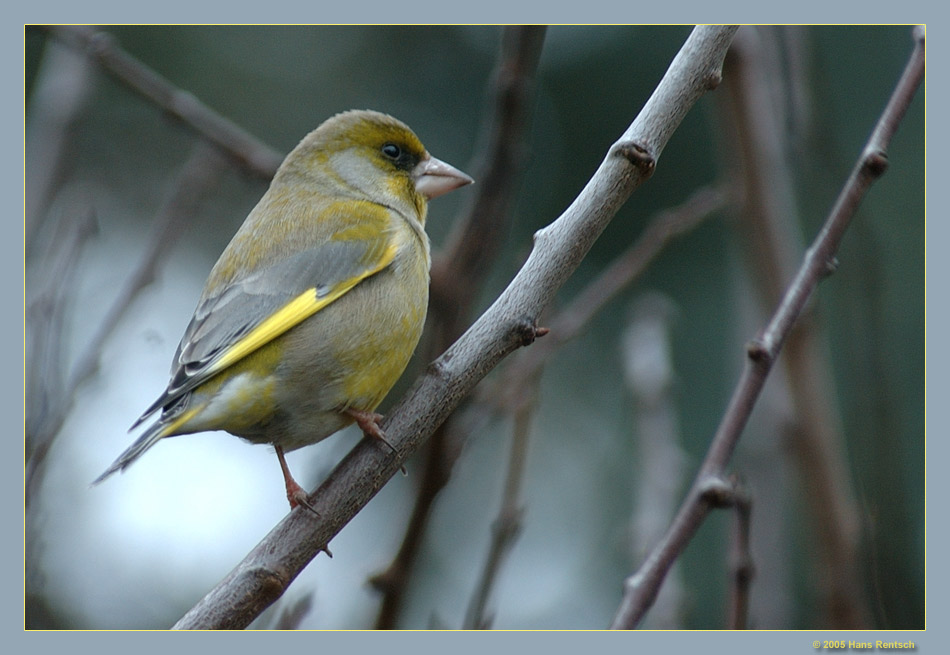 Grünfink
Auch wieder ein schöner Vogel in unserem Garten
Schlüsselwörter: Grünfink