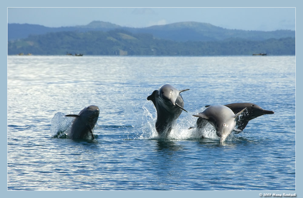 Manchmal braucht es ein wenig Glück
Auf einer Bootsfahrt auf dem Indischen Ozean (Madagaskar) begrüssten uns unerwartet plötzlich die Delphine. Mit viel Freude versuchten wir die Tiere zu fotografieren. 
Verbesserte Version :-)
Schlüsselwörter: Delphine, Madagaskar, Indischer Ozean