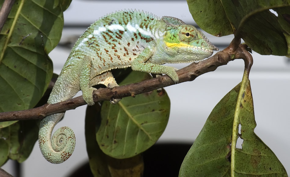 Chamäleon Furcifer Pardalis
Schlüsselwörter: Chamäleon, Furcifer Pardalis, Madagaskar