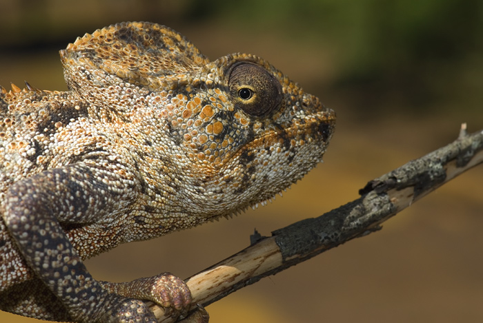 Chamäleon Ostaletti
Schlüsselwörter: Chamaeleon, Madagaskar