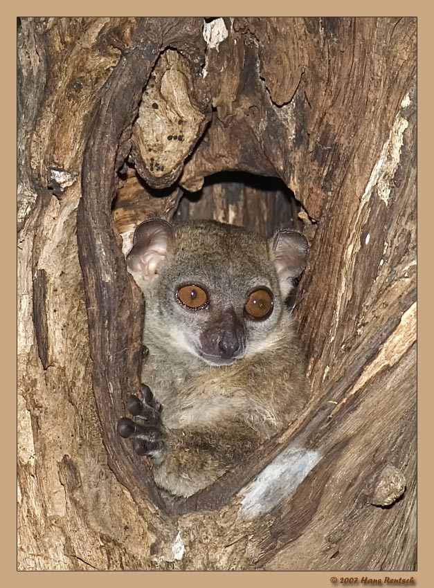 Unser erster Wiesel Maki
Schlüsselwörter: Wiesel Maki, Madagaskar, Ankarana