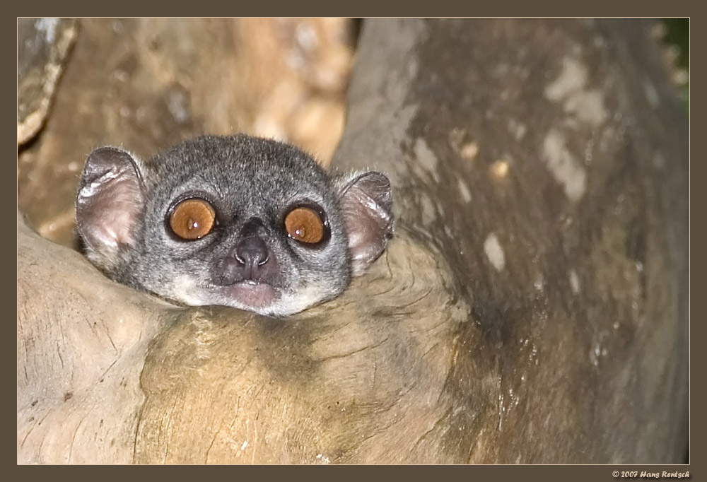 Wiesel Maki
Ich kann es nicht lassen :-) Wir sind dreimal auf ein Wiesel Maki gestossen und jedesmal hat mich das Tier fasziniert. Dies wurde auch etliche male festgehalten.
Schlüsselwörter: Wiesel Maki, Madagaskar, Ankarana