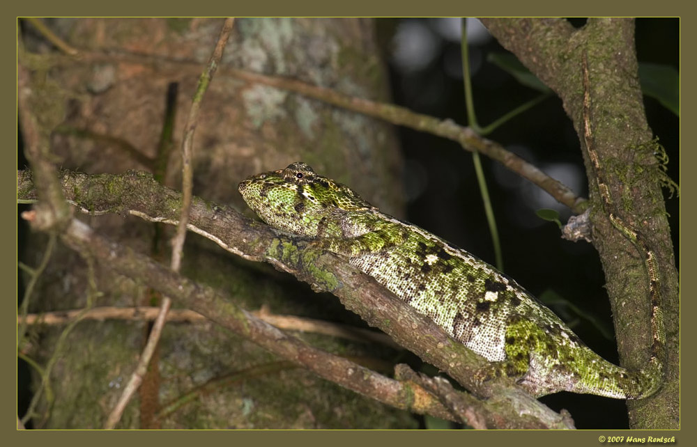 Gut getarnt und doch entdeckt :-) Calumma Ambreensis
Aufgenommen in der Montagne d'Ambre Madagaskar.
Weitere Aufnahmen unter http://www.digicamfotos.ch

Schlüsselwörter: Chamaeleon, Montagne d'Ambre, Madagaskar