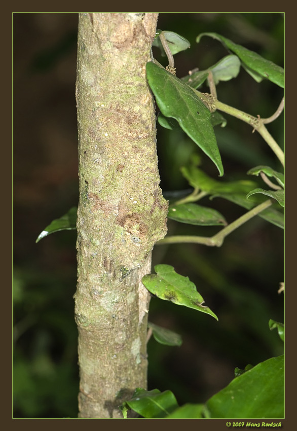 Wer findet den Uroplatus Fimbriatus
Perfekt am Baum getarnt schläft der Nachtgecko. 
Schlüsselwörter: Uroplatus, Montagne 'dambre, Madagaskar, Wildlife