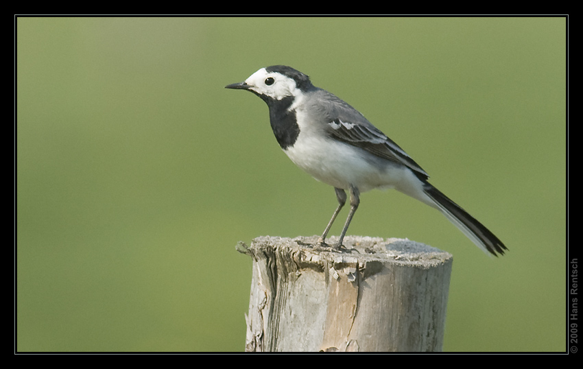 Bachstelze stand Model
Schlüsselwörter: Bachstelze, Polen