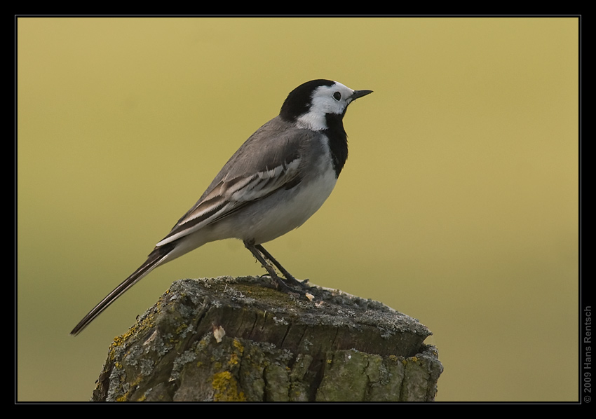 Bachstelze
Schlüsselwörter: Bachstelze, Polen Biebrza-Nationalpark Narew-Nationalpark Bialowieza-Urwald