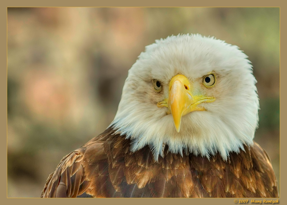 Scharfer Blick
Aufgenommen in Kintzheim Königsburg
Schlüsselwörter: Seeadler, La Voliere des Aigles