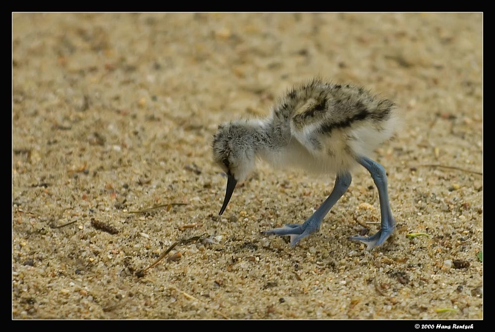 Säbelschnäbler Küken
Schlüsselwörter: Säbelschnäbler, Vogelpark Walsrode