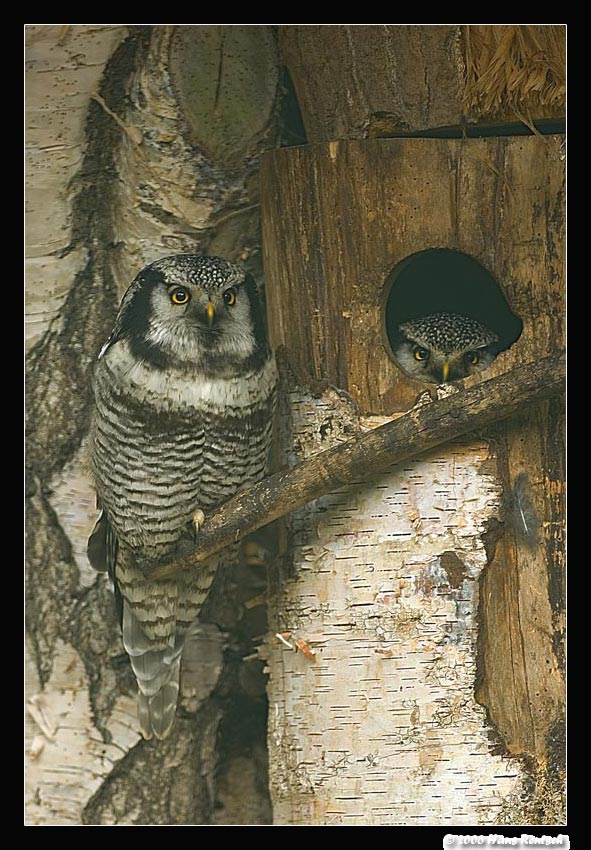 Sperbereulenpaar
Schlüsselwörter: Sperbereule, Vogelpark Walsrode