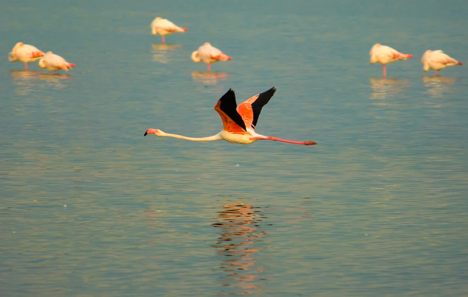 In der Morgensonne über dem Wasser
Aufgenommen in der Camarque vom Hausboot aus
Schlüsselwörter: Flamingo, Camarque, Frankreich