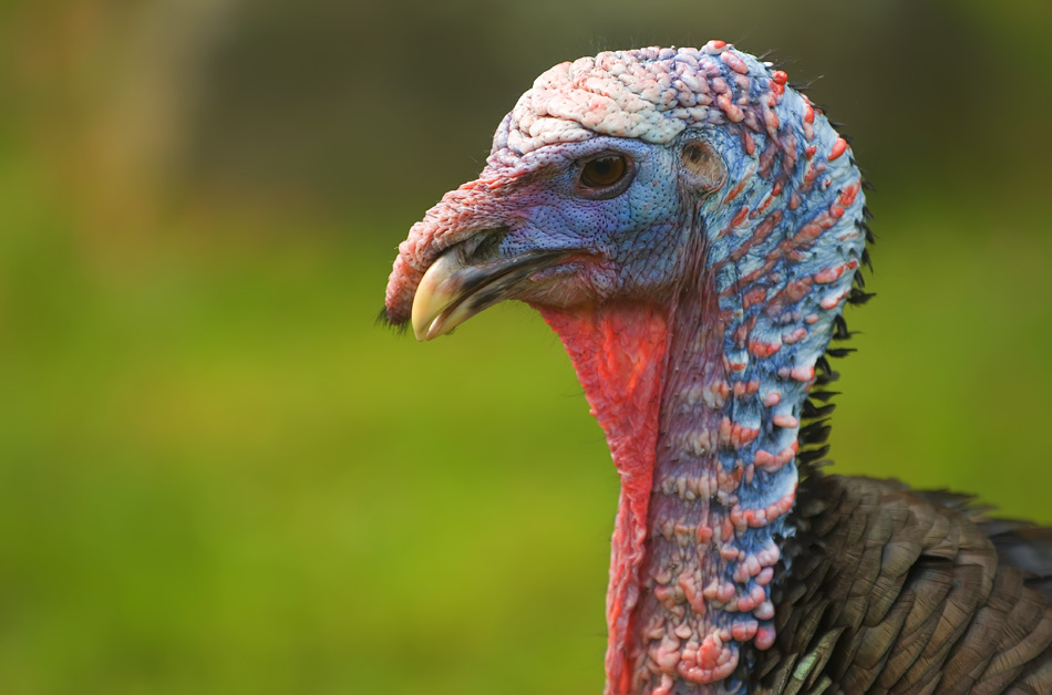 Portrait eines speziellen Truthahn
Schlüsselwörter: Truthahn, Vogelpark Walsrode